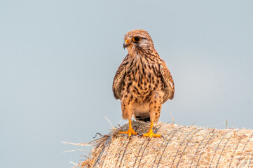 young falcon on the hunt for prey