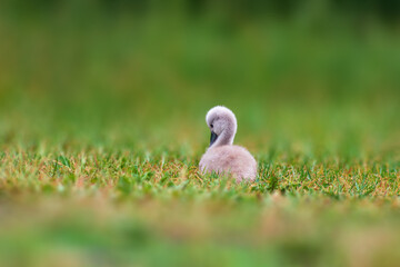 young swan chick on a green bank