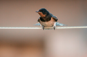 young barn swallow at feeding