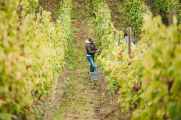 Naklejka na ściany i meble REMICH, LUXEMBOURG-OCTOBER 2021: Reportage at the seasonal Müller-thurgau grapes harvesting in the vineyards
