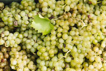REMICH, LUXEMBOURG-OCTOBER 2021: Reportage at the seasonal Müller-thurgau grapes harvesting in the vineyards