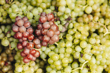 REMICH, LUXEMBOURG-OCTOBER 2021: Reportage at the seasonal Müller-thurgau grapes harvesting in the vineyards