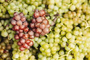 REMICH, LUXEMBOURG-OCTOBER 2021: Reportage at the seasonal Müller-thurgau grapes harvesting in the vineyards