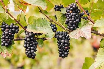 REMICH, LUXEMBOURG-OCTOBER 2021: Reportage at the seasonal Pinot Noir grapes harvesting in the vineyards
