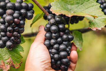 REMICH, LUXEMBOURG-OCTOBER 2021: Reportage at the seasonal Pinot Noir grapes harvesting in the vineyards