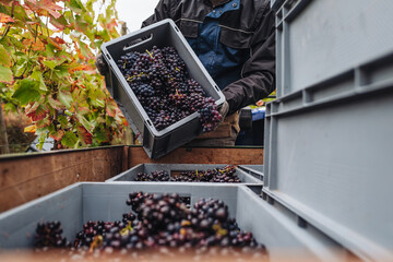 REMICH, LUXEMBOURG-OCTOBER 2021: Reportage at the seasonal Pinot Noir grapes harvesting in the vineyards - obrazy, fototapety, plakaty