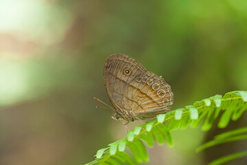 all about insect story in wildlife