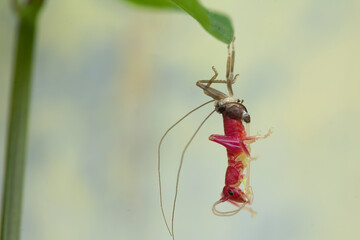 all about insect story in wildlife