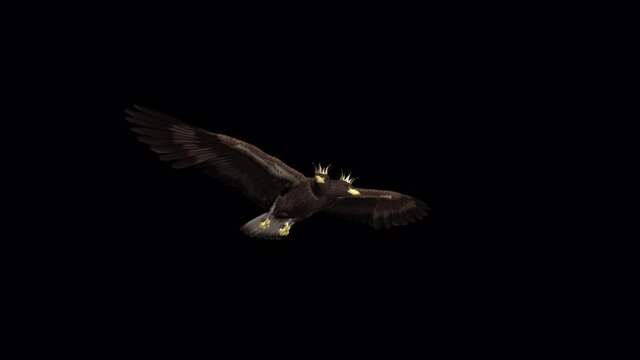 Imperial Eagle - Flying Loop - Down View - 3D Animation - Alpha Channel