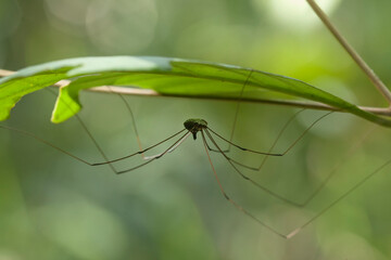 all about insect story in wildlife