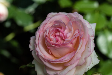 Eden Rose. .Blooming bud in the morning in a light shade with raindrops. 2021.Macro