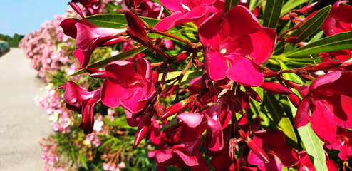 Bushes of red and pink flowers Nerium oleander growing along the alley on the sunny day.