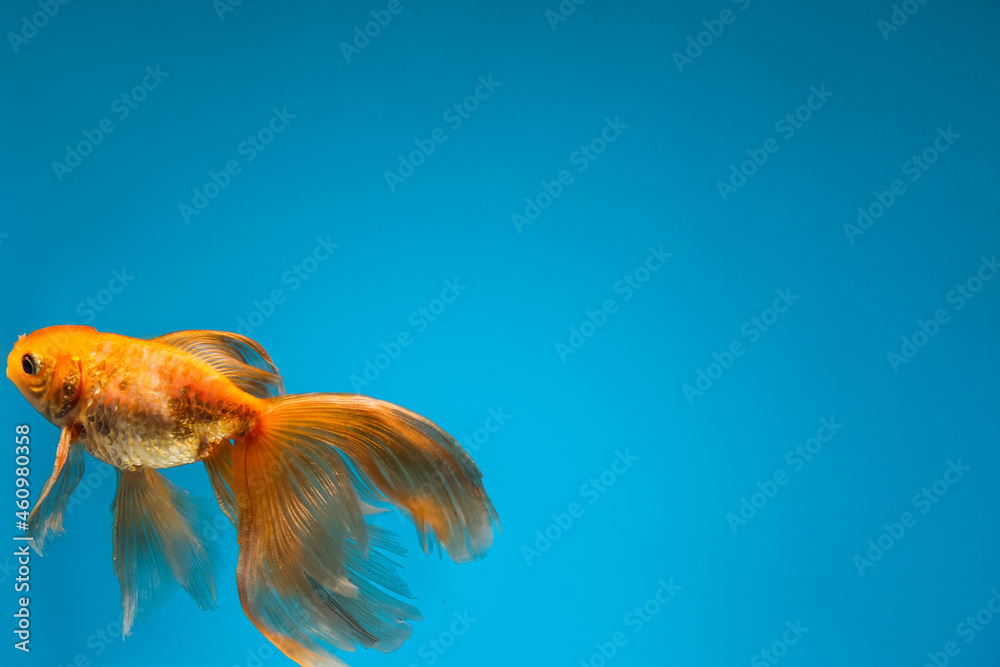 Wall mural beautiful gold fish on color background