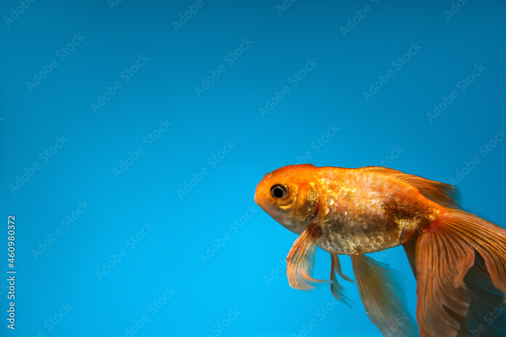 Wall mural beautiful gold fish on color background