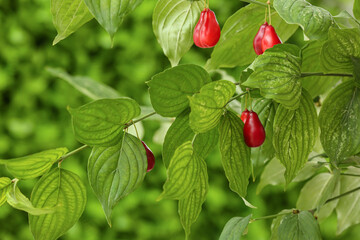 Ripe dogwood berries hanging on tree in garden