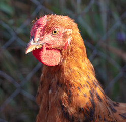 Portrait of a red hen on the farm.