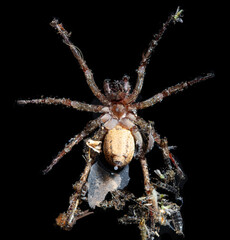 Spider on a black background.