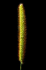Ear of grass isolated on black background.