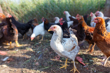 Chickens and roosters on the farm.