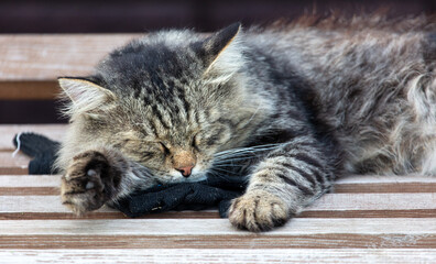 The cat sleeps on a wooden bench.