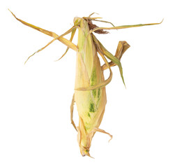 Ripe ear of corn isolated on a white background.