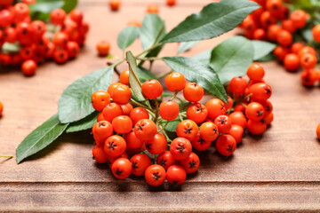 Fototapeta na wymiar Ripe rowan berries on wooden background, closeup