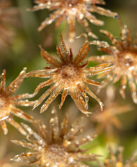 Dew drops on a small dry flower.