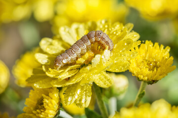 Caterpillar on a beautiful yellow chrysanthemum.