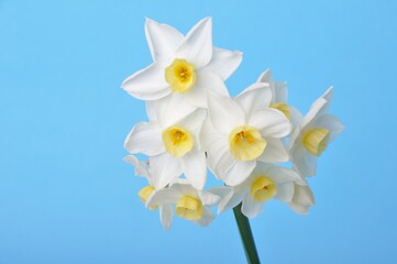 Yellow and white daffodils on blue background