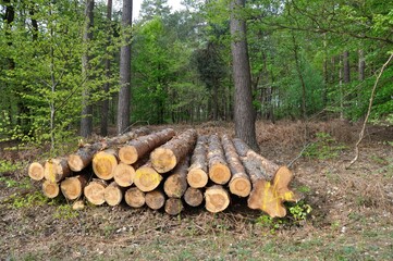 Cut tree trunks in the Saint-Pierre-Lès-Elbeuf communal forest,