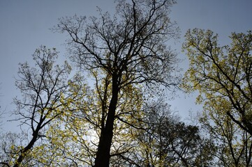 Communal forest of Saint-Pierre-Lès-Elbeuf