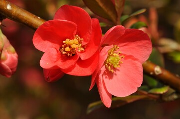 Obraz premium Japanese quince in bloom in a garden
