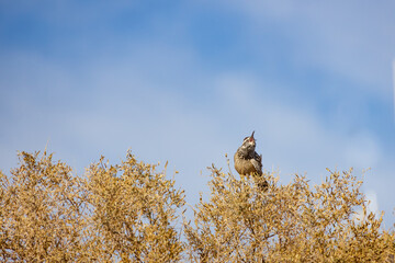 Cactus Wren sitting in a tree
