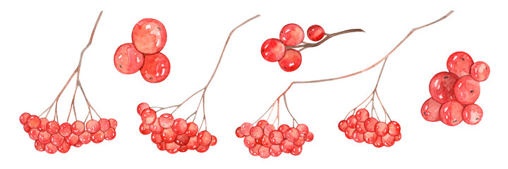 Rowan watercolor set. Red winter berries. Isolated on a white background.
