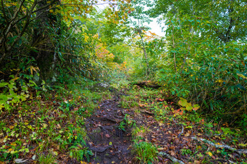 宮城県栗原市、秋田県湯沢市、雄勝郡東成瀬村、岩手県一関市にある栗駒山を紅葉の時期に登山する風景A view of climbing Mt. Kurikoma in Kurihara City, Miyagi Prefecture, Yuzawa City, Akita Prefecture, during the autumn foliage season.
