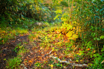 宮城県栗原市、秋田県湯沢市、雄勝郡東成瀬村、岩手県一関市にある栗駒山を紅葉の時期に登山する風景A view of climbing Mt. Kurikoma in Kurihara City, Miyagi Prefecture, Yuzawa City, Akita Prefecture, during the autumn foliage season.
