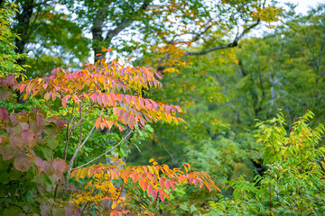 宮城県栗原市、秋田県湯沢市、雄勝郡東成瀬村、岩手県一関市にある栗駒山を紅葉の時期に登山する風景A view of climbing Mt. Kurikoma in Kurihara City, Miyagi Prefecture, Yuzawa City, Akita Prefecture, during the autumn foliage season.