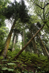 Deep green autumn overgrown forest for background