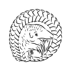 Vector illustration. Hand drawn realistic sketch of pangolin, isolated on white background