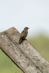 House sparrow seen from the side. The bird sits on a wooden plank with a blue sky trees in the background. Copy space, selective focus, blur