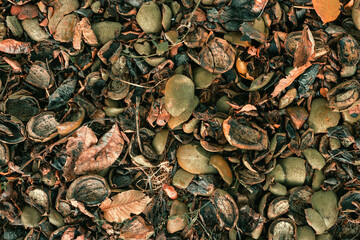 Walnut husk skin on the ground as background