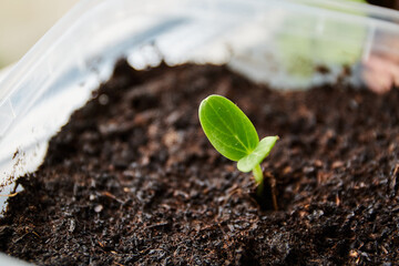 Small green sprout of cucumber in a pot. Two green leaves for a week. Seedlings. Close-up. Macro. Blurred background. Agriculture. One plant. Gherkin variety. Gardening springtime. Selective breeding