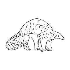 Vector illustration. Hand drawn realistic sketch of pangolin, isolated on white background