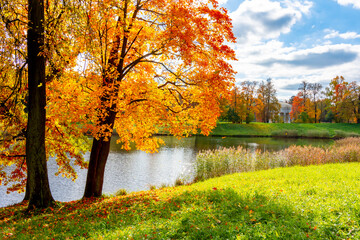 Trees in autumn in Pavlovsky park, Pavlovsk, Saint Petersburg, Russia