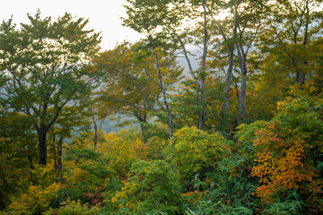 宮城県栗原市、秋田県湯沢市、雄勝郡東成瀬村、岩手県一関市にある栗駒山を紅葉の時期に登山する風景A view of climbing Mt. Kurikoma in Kurihara City, Miyagi Prefecture, Yuzawa City, Akita Prefecture, during the autumn foliage season.