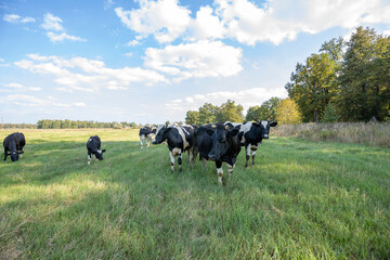 Cows grazing on a sunny meadow in summer.