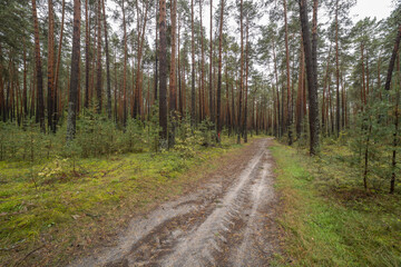 Landscape in a pine forest in autumn, Moss in the foreground. Pine forest overgrown with moss and mushrooms in rainy weather.