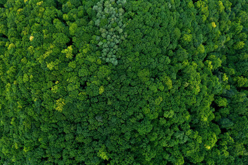 Aerial view of forest trees with green foliage on a mountain peak. The foliage of trees are very close to each other and form a very thick canopy. 