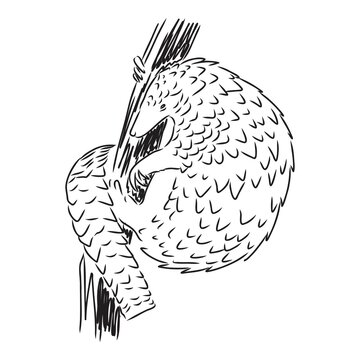 black and white pangolin climbing tree branch clip art preview