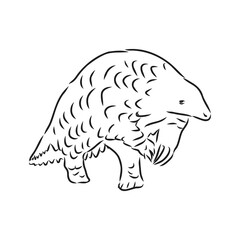 Vector illustration. Hand drawn realistic sketch of pangolin, isolated on white background